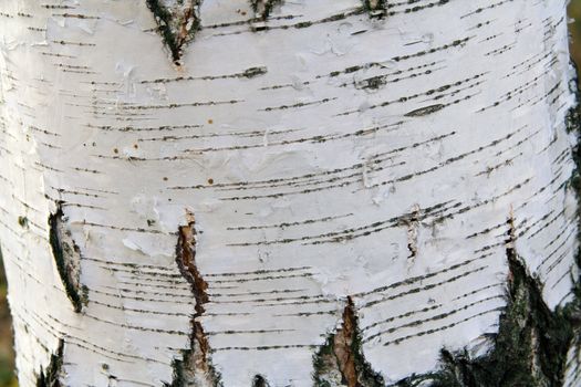 Close up of a living white birch tree's bark