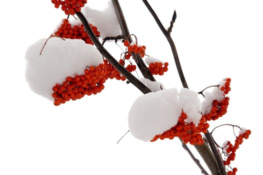 Ashberry on a snowy treebranch. On white background.