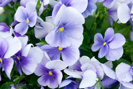 Blue pansy flowers. Yellow pollen is visible