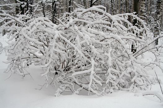 the snow covered tree brunches in winter forest