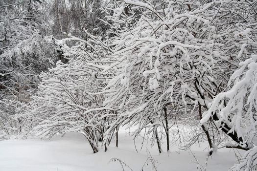 the snow covered tree brunches in winter forest