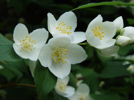 Photo of some jasmine flowers, focus is on the centre flower.