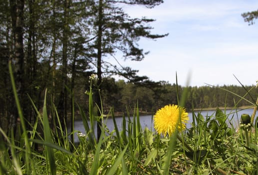 Dandelion in front to lake