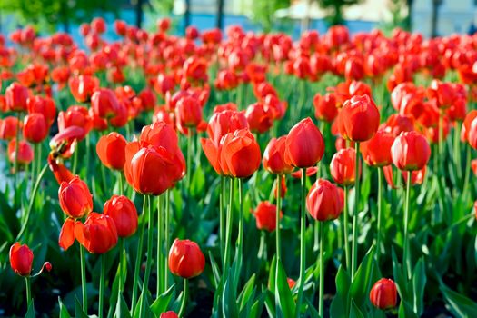 Beautiful Spring Red Tulips