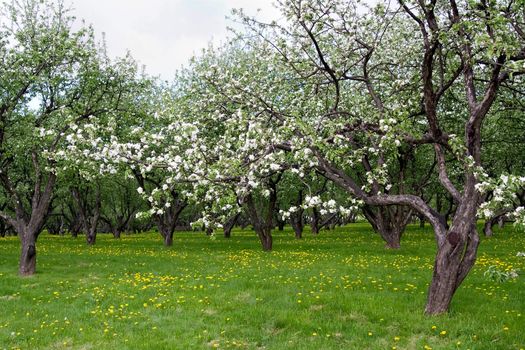 Apple Blossom. Spring garden