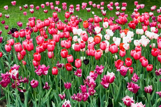 Beautiful Spring Tulips