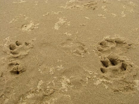 Dog footprint on the sand