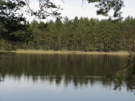 Forest reflection in a lake