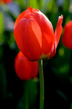 Beautiful Spring Red Tulips