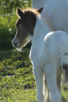 smal foal beside her mother