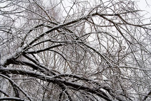 Snow Covered Tree Branches in Winter Forest 1