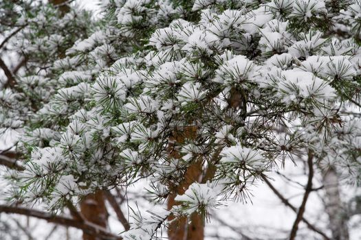 Winter wood. Snow on the Pine Branches