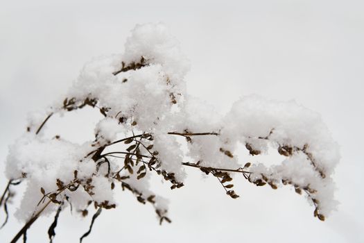 Native-grasses covered with snow in the winter forest