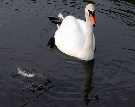 A swan and a feather in a lake.