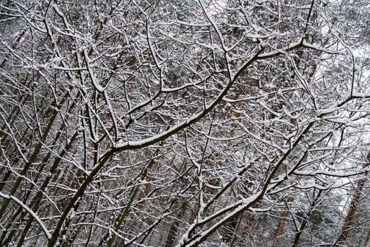Snow Covered Tree Branches in Winter Forest 2