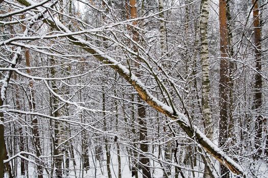 Snow Covered Tree Branches in Winter Forest 3
