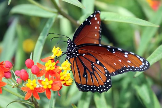 A butterfly wings spread sitting on a flower.