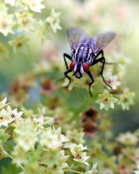 A macro of a fly on some flowers.