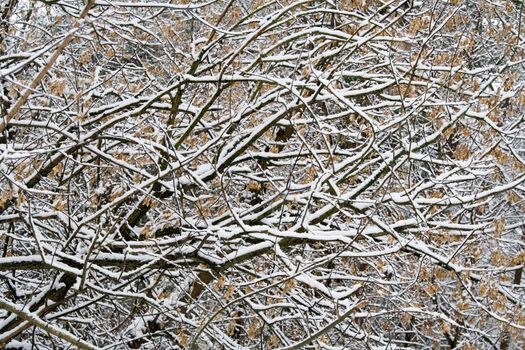 Snow Covered Tree Branches in Winter Forest 4