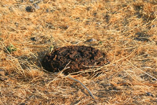 Close up of a cow patty on grass.
