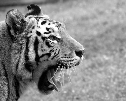 A tiger yawning. Head shot with tongue.