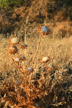 Dry seed pods on a sunny day.
