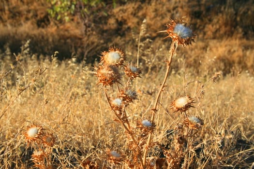 Dry seed pods on a sunny day.
