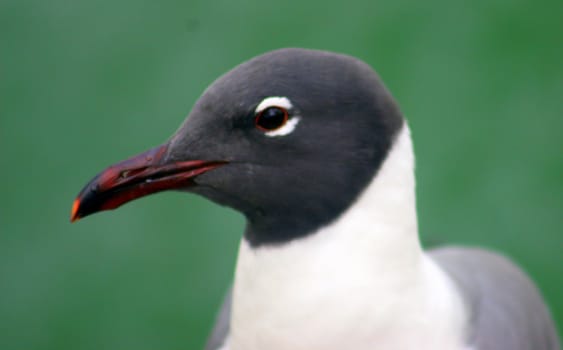 A headshot of a bird.