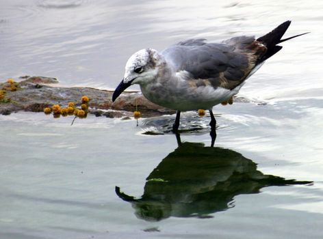 A seagull looking at its reflection