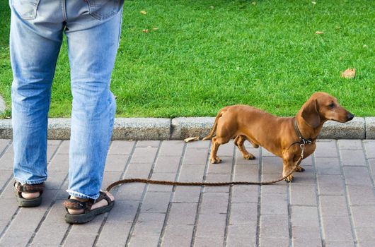 Daschund Dog on the Pavement Together with the Owner.