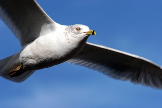 A seagull flying overhead with blue sky.