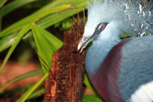 A victoria crowned pigeon with some wood in its beak.