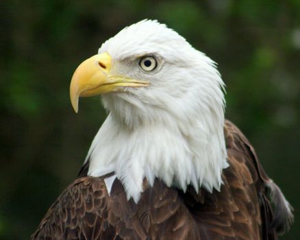 An eagle looking proud in a zoo.
