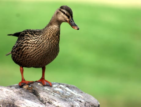 A duck gazing off a rock