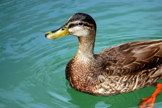 A duck swimming in a lake looking up