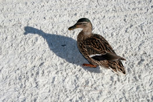 Duck with shadow standing on the sand.