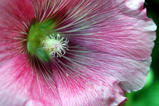 A macro of pink flower close up