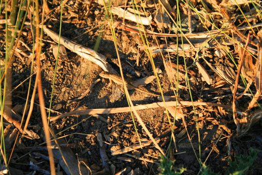 Close up of a small lizard sitting on grass.
