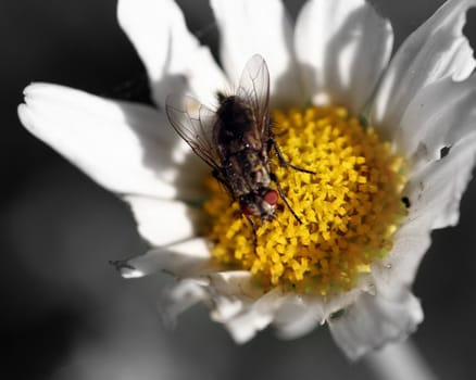 A fly on a flower - selctive color