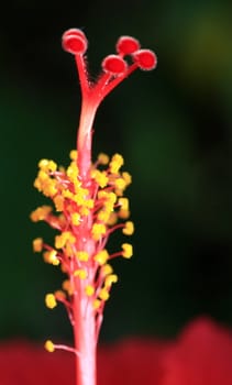 A stamen of a flower