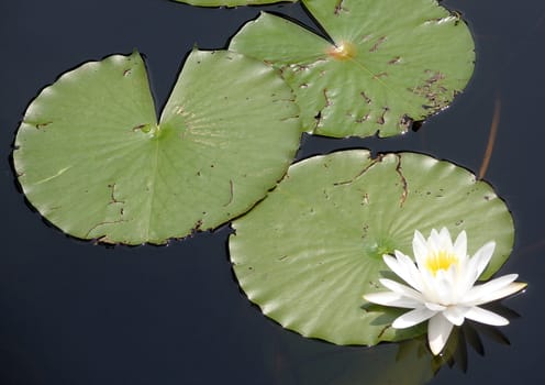Lily Pads and Lily