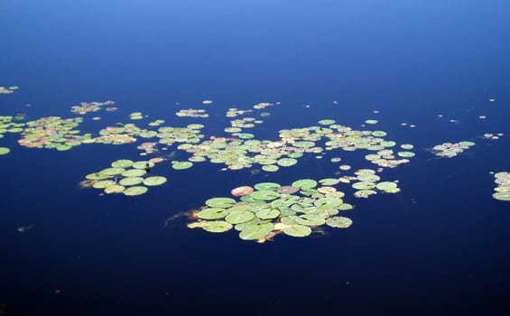 Some green lily pads on a lake.