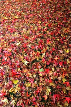 A lot of falls leaves on the ground.