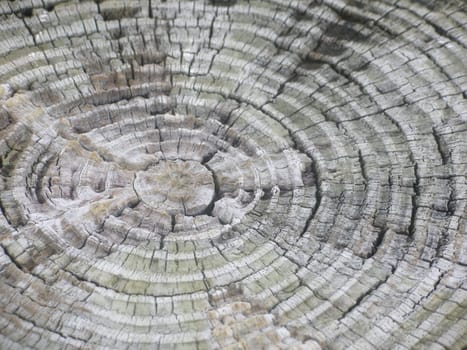 A lot of rings on the stump of a tree.