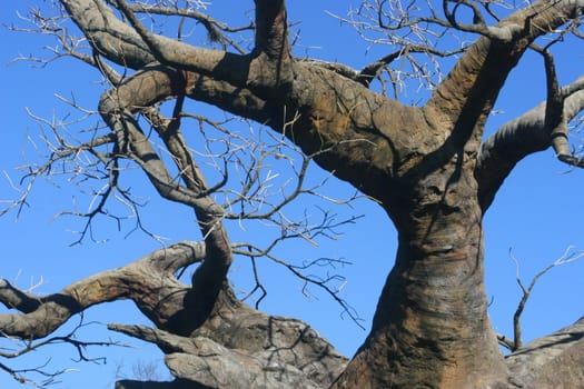 The branches of an upside down tree