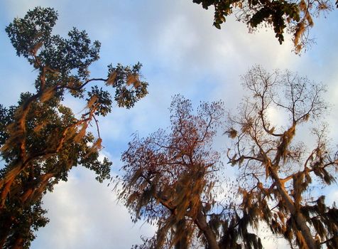 View of unusual trees from below with blue sky and clouds.