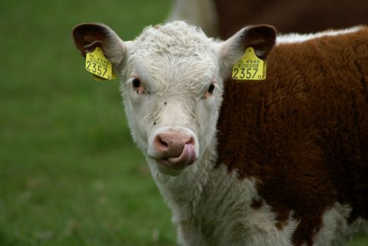 Hereford calf, tongue in his nose.