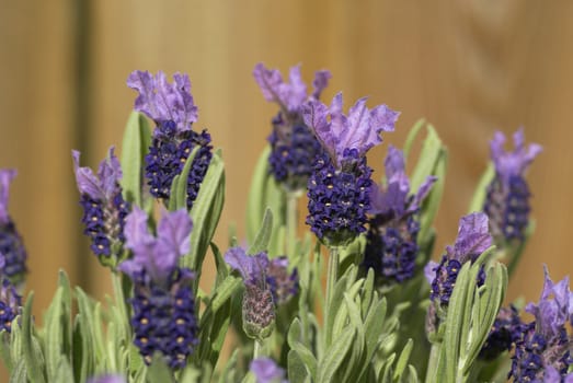 Close up of beautiful lavender in bloom.
