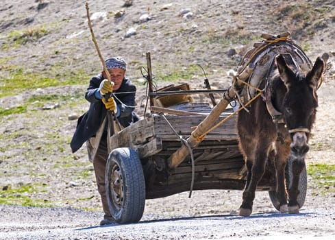 May 2008 Turkish village - Old Turkish man working with his donkey