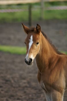 A foal looking into the world.